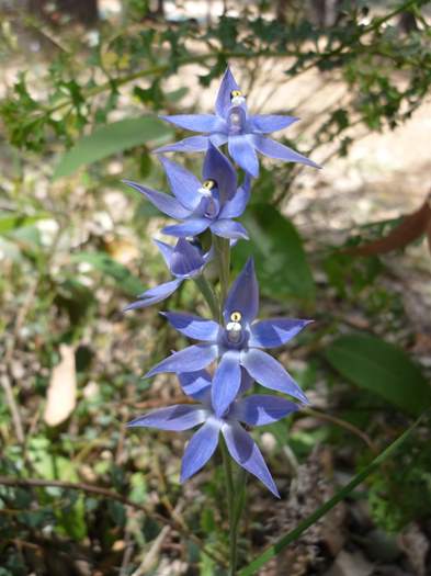 Thelymitra - Blue lady orchid Logue-Brook-d-014.JPG